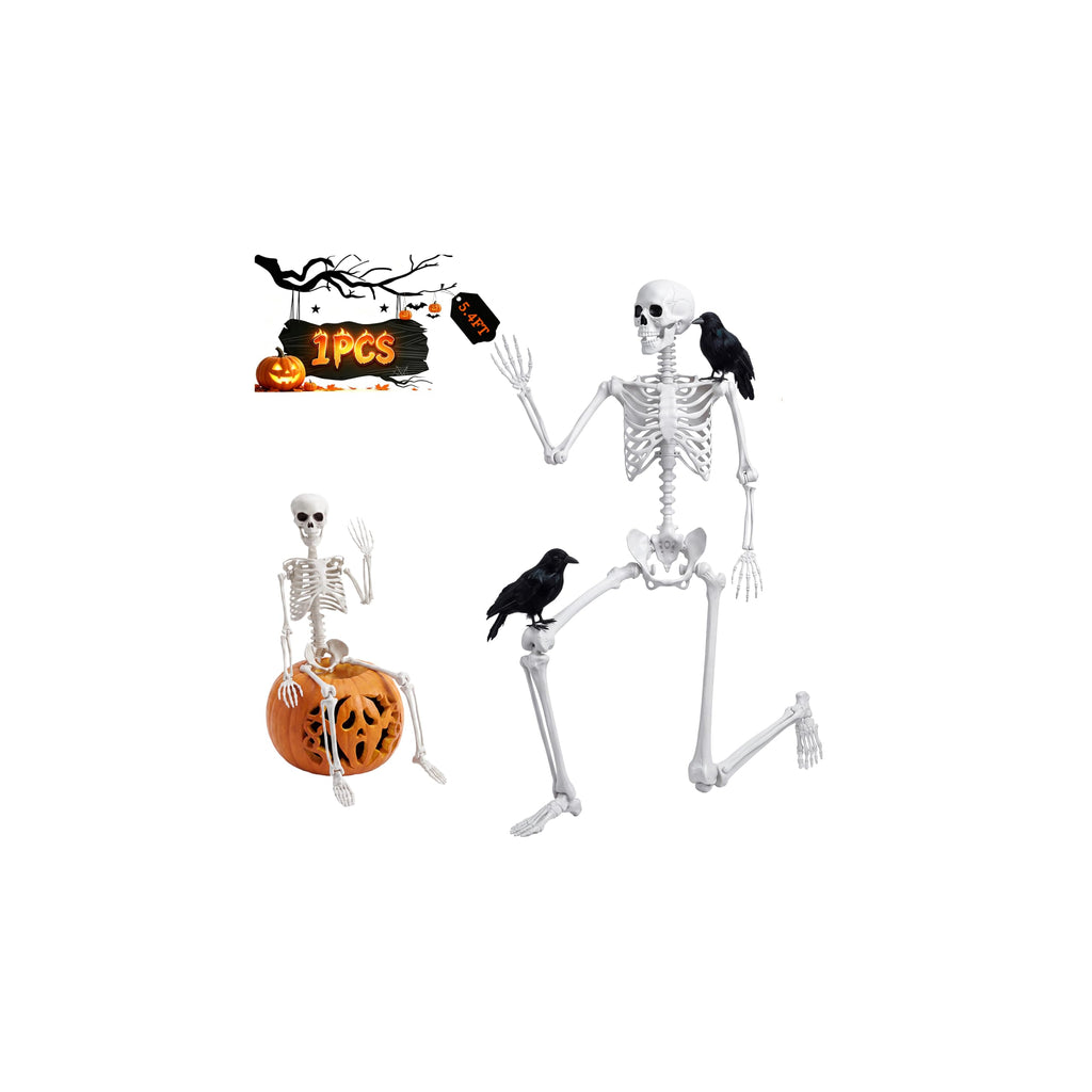 Life Size Skeleton with Posable Joint O47099