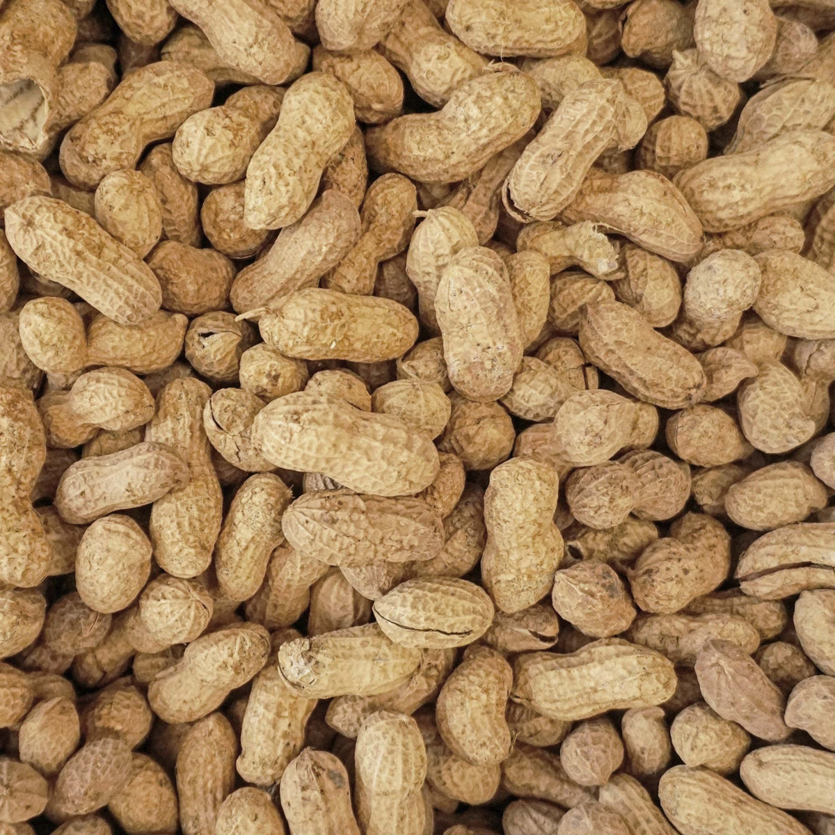 25 lb Animal Peanuts Y9733